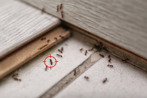 Reliable Las Palmas Ii, TX Pest Control Solutions