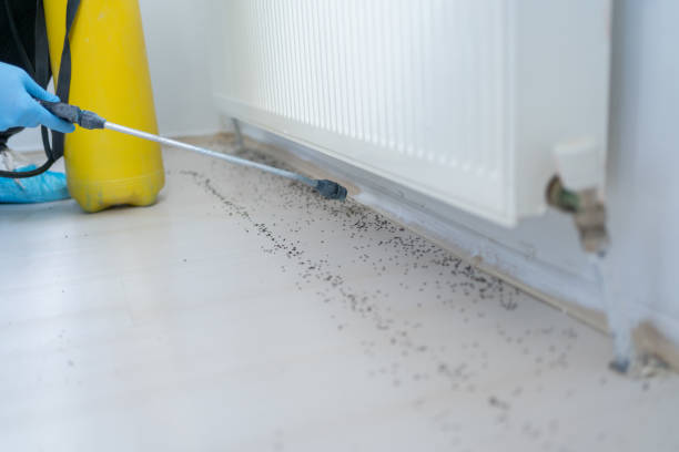 Flea Control Services in Las Palmas Ii, TX